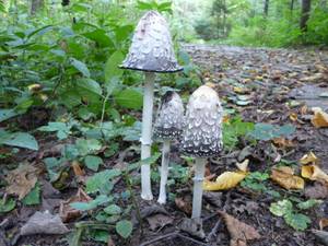 Coprinus comatus (O.F. Müll.) Pers.
фото В.П. Прохорова, Одинцовский, Московская область (Россия)