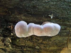 82_Fomitopsis rosea DSCN0001, Одинцовский район, Московская область (Россия)