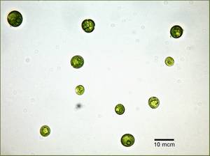 Scenedesmus rubescens IPPAS ред.2, (Россия)