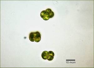 Chlorosarcinopsis dissiciata ACKU ред.1, (Украина)