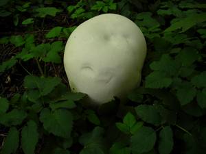 119_Calvatia gigantea DSCN4764, Воробьевы горы, г. Москва (Россия)