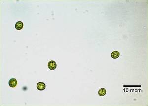 Scenedesmus obliquus CALU ред.2, Среднечешский край (Чехия)
