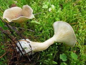 123_Ampulloclitocybe clavipes DSCN9507, Старицкий район, Тверская область (Россия)