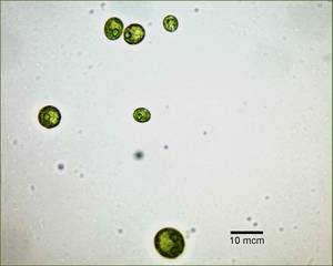 Scenedesmus rubescens ACKU ред.1, (Франция)