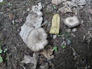 Entoloma undatum (Gillet) M.M. Moser 
фото Е.Ю. Ворониной, Одинцовский, Московская область (Россия)