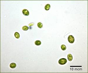 Acutodesmus dimorphus Сах.головка ред. 3, Балаклавский район, пос. Сахарная Головка, г. Севастополь (Россия)