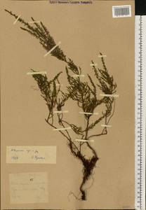 Вереск обыкновенный (L.) Hull, Восточная Европа, Северо-Западный район (E2) (Россия)