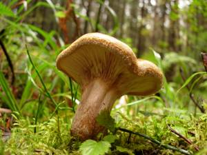 106_Paxillus involutus DSCN4831, Одинцовский район, Московская область (Россия)