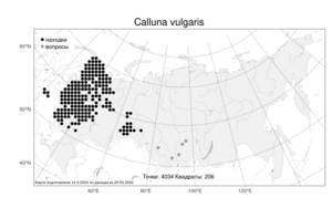 Calluna vulgaris, Вереск обыкновенный (L.) Hull, Атлас флоры России (FLORUS) (Россия)