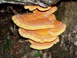 75_Laetiporus sulphureus  12, Одинцовский район, Московская область (Россия)