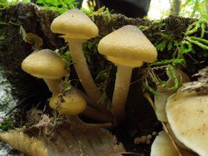 110_Armillaria mellea DSCN0002, Пушкинский р-он, Московская область (Россия)
