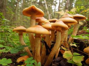 107_Flammula pinicola DSCN0002, Старицкий район, Тверская область (Россия)