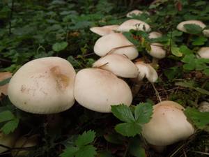 100_Lepista irina DSCN0001, Старицкий район, Тверская область (Россия)